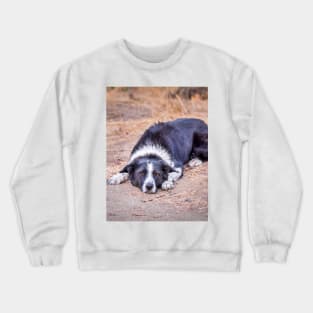 Cute Border Collie Lying on Ground Crewneck Sweatshirt